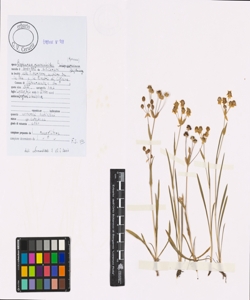 Bupleurum ranunculoides L.