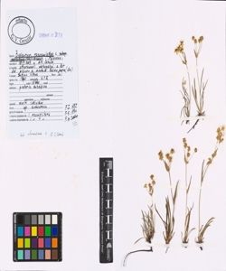 Bupleurum ranunculoides L.