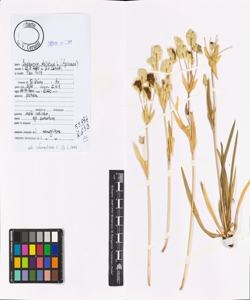 Bupleurum stellatum L.