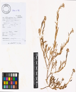 Cakile maritima Scop. subsp. maritima