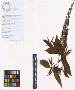 Buddleja davidii Franch.