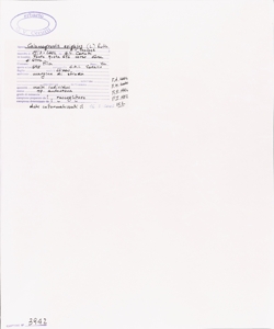 Calamagrostis epigejos (L.) Roth