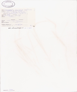 Calamagrostis varia (Schrad.) Host