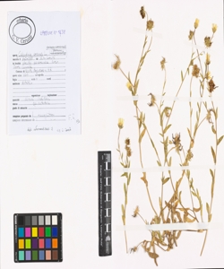 Calendula arvensis L.