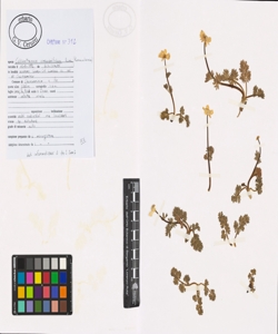 Callianthemum coriandrifolium Rchb.