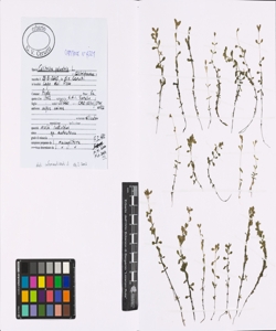 Callitriche palustris L.