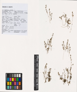 Callitriche palustris L.