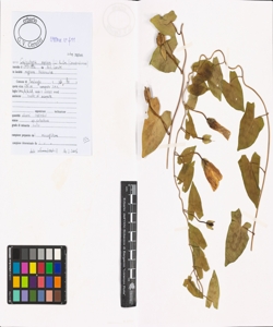 Calystegia sepium (L.) R. Br. subsp. sepium