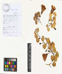 Calystegia soldanella (L.) Roem. & Schult.