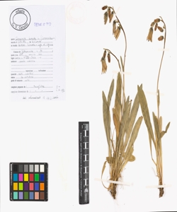 Campanula barbata L.