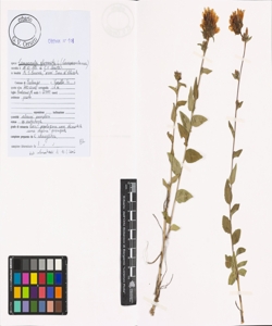 Campanula glomerata L.