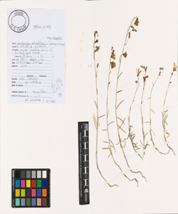 Campanula rotundifolia L. subsp. rotundifolia