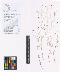 Campanula stenocodon Boiss. & Reut.