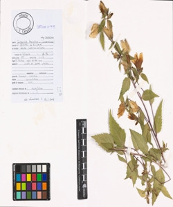 Campanula trachelium L. subsp. trachelium