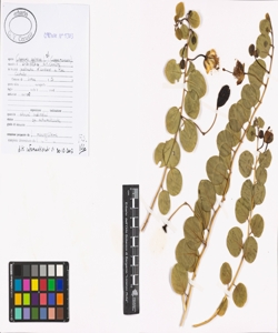 Capparis spinosa L. s.l.