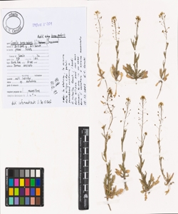 Capsella bursa-pastoris (L.) Medik. subsp. bursa-pastoris