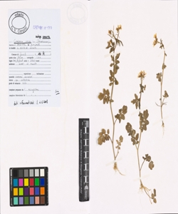 Cardamine amara L. subsp. amara