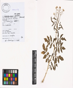 Cardamine amara L. subsp. amara