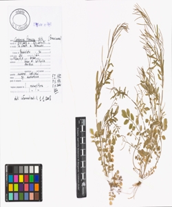 Cardamine flexuosa With.