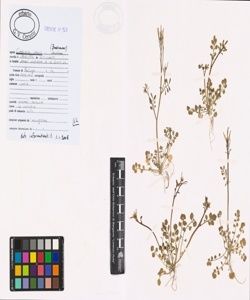 Cardamine hirsuta L.