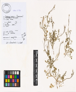 Cardamine hirsuta L.