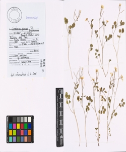 Cardamine plumieri Vill.