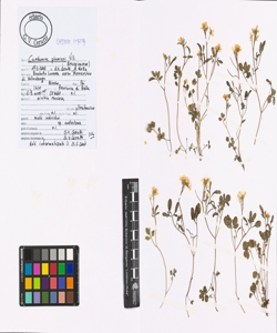 Cardamine plumieri Vill.