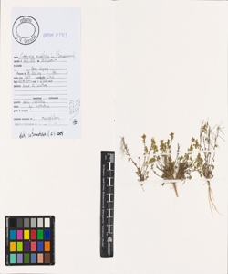 Cardamine resedifolia L.