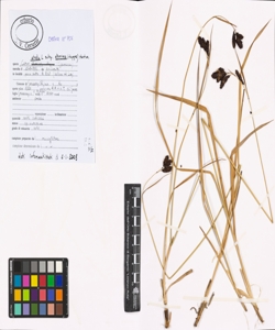 Carex atrata L. subsp. aterrima (Hoppe) Hartm.