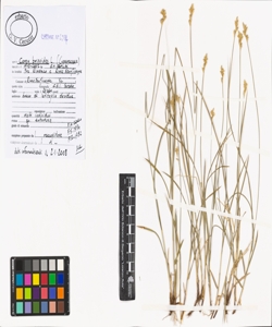 Carex brizoides L.