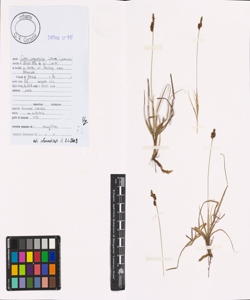 Carex caryophyllea Latourr.