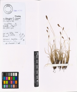 Carex curvula All. subsp. curvula