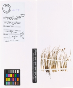 Carex curvula All. subsp. rosae Gilomen