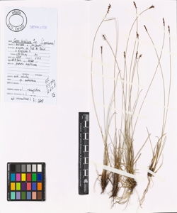 Carex davalliana Sm.