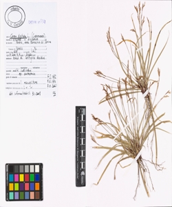 Carex digitata L.