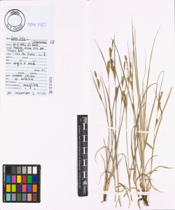 Carex hirta L.