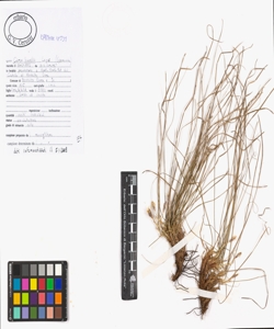 Carex humilis Leyss.