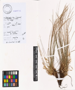 Carex humilis Leyss.