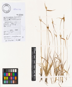 Carex lepidocarpa Tausch subsp. lepidocarpa