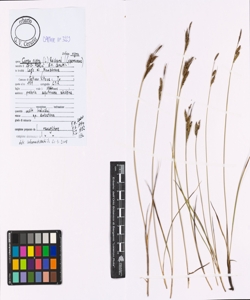 Carex nigra (L.) Reichard subsp. nigra