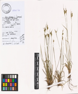 Carex pallescens L.