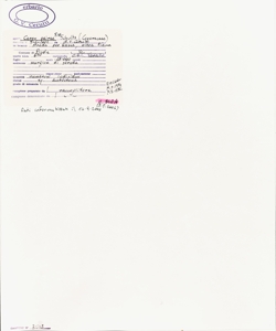 Carex pairae F.W. Schultz