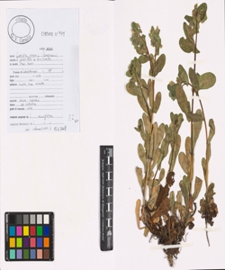 Cerinthe minor L. subsp. minor