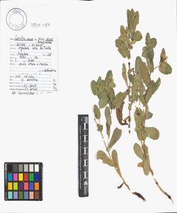 Cerinthe minor L. subsp. minor