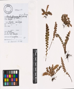 Ceterach officinarum Willd. subsp. officinarum