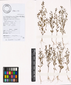 Chaenorhinum minus (L.) Lange subsp. minus