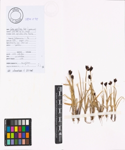 Carex parviflora Host