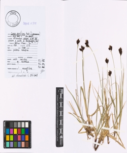 Carex parviflora Host