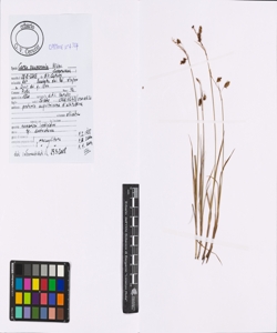 Carex paupercula Michx.