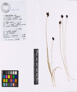 Carex parviflora Host